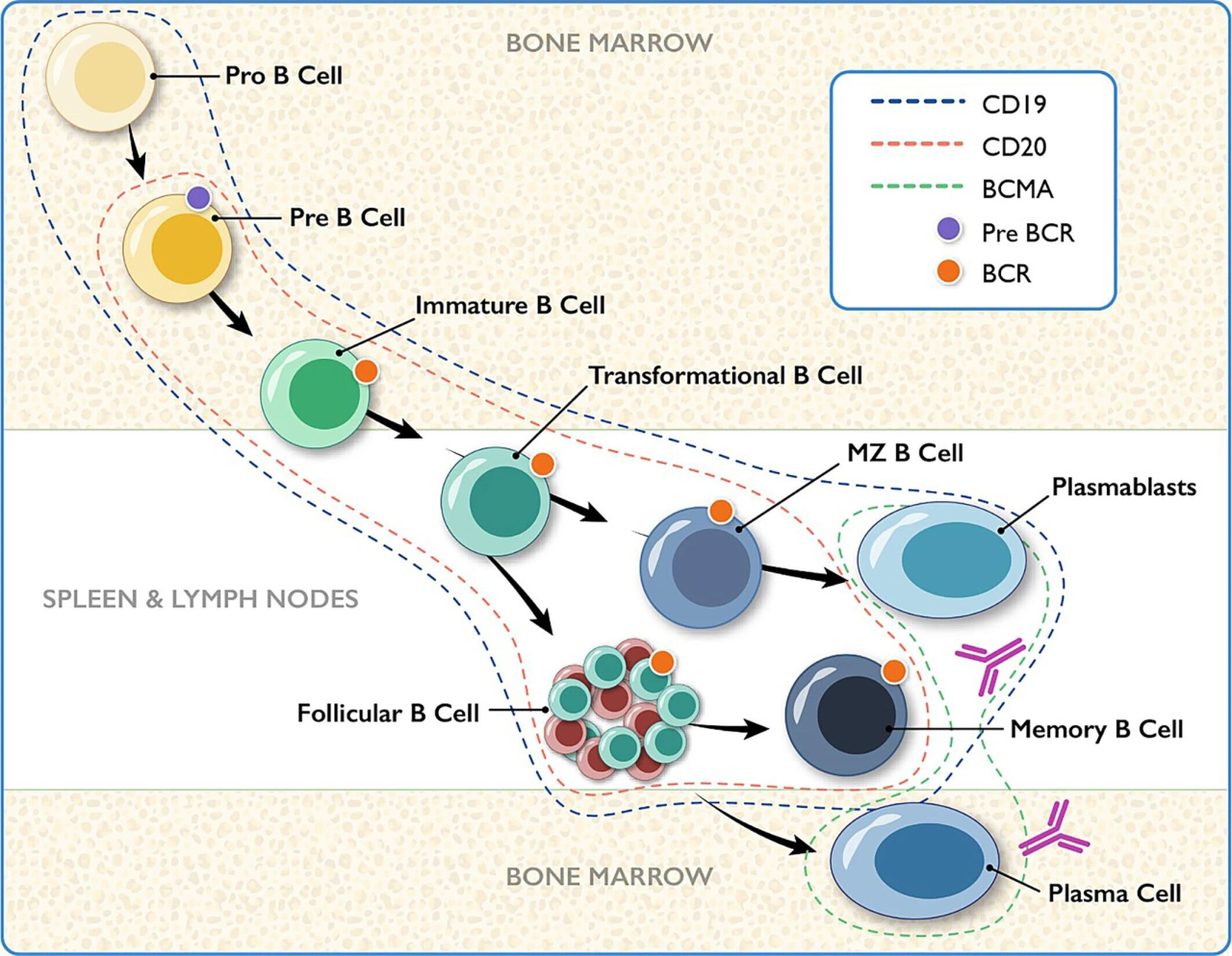 CD3/CD19/BCMA 从肿瘤免疫到自身免疫性疾病的多面利器