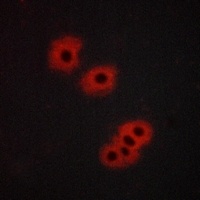 GPR105 Antibody抗体,orb214945,bi