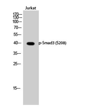 Smad3 (phospho Ser208) rabbit 
