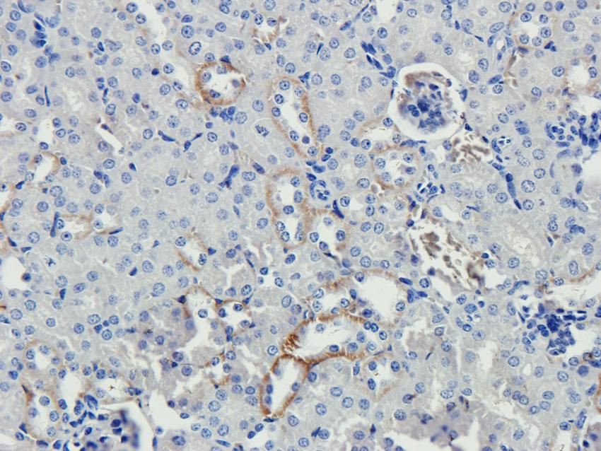 Cubilin antibody抗体，orb4997，bio