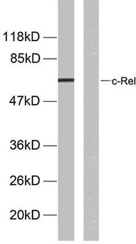 c-Rel (phospho Ser503) rabbit 