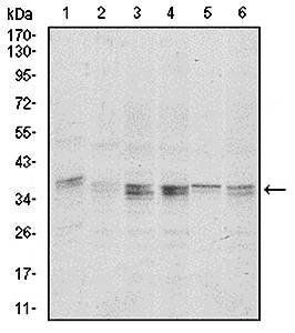 PPP1CA Antibody抗体,orb97412,bio