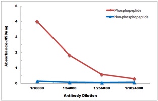 PKN1/2 (Phospho-T774/816) Anti