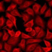 Dopamine Receptor D3 Antibody抗