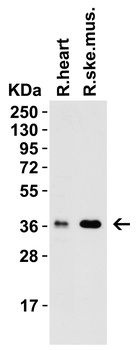 PEX10 (CT) Antibody抗体，orb12380
