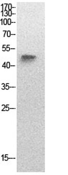 p53 (Acetyl Lys320) rabbit pAb