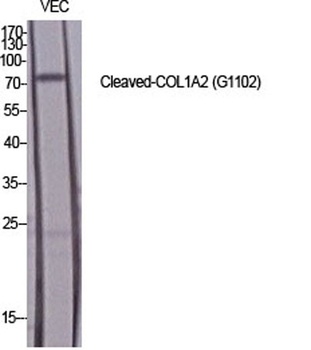 Cleaved-COL1A2 (G1102) rabbit