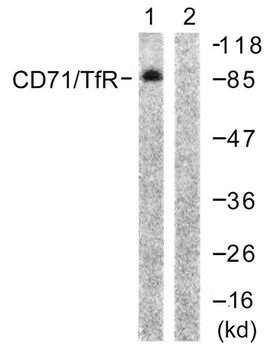 CD71/TfR rabbit pAb抗体，orb76479