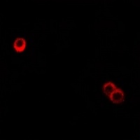 CD85h Antibody抗体，orb665788，bio