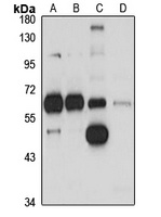 TFIIE-alpha Antibody抗体，orb6668