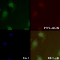 B-RAF Antibody抗体，orb216036，bio
