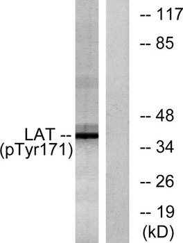 LAT (phospho Tyr200) rabbit pA