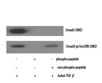 Smad3 (phospho Ser208) rabbit 