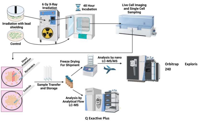 Orbitrap Exploris 240“力挑”单细胞脂质分析难题——揭秘辐射对癌细胞的隐藏影响