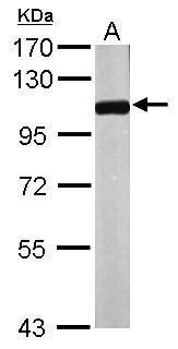 NPEPPS antibody [N3C2-2], Inte