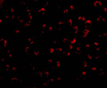 DEDAF Antibody抗体，orb1239322，bi