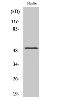 HNF4-α (phospho Ser313) rabbit