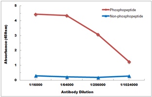 PTP1B (Phospho-Y66) Antibody抗体