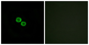 Olfactory receptor 8K3 rabbit 