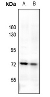 Uromodulin Antibody抗体,orb21471