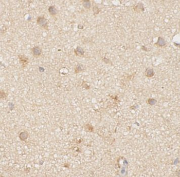 ID1 Antibody抗体，orb756592，biorb