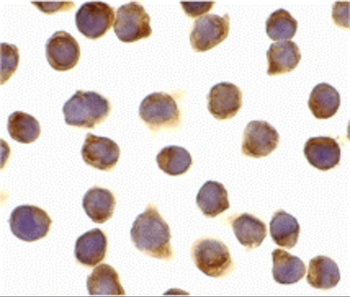 FLIP Antibody抗体，orb1238926，bio