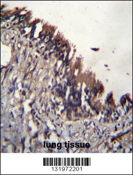 NUDT9 Antibody抗体，orb1269729，bi