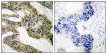 APC rabbit pAb抗体，orb764549，bio