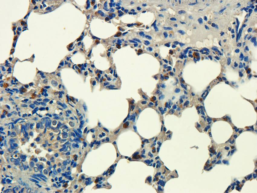 Aquaporin 9 antibody抗体，orb1012