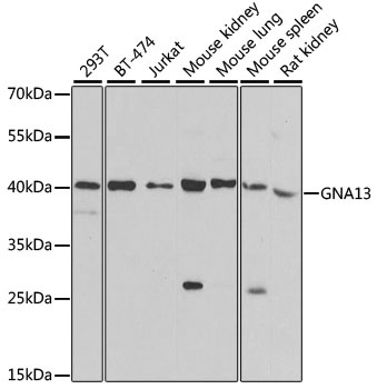 GNA13 Antibody, KO Validated抗体