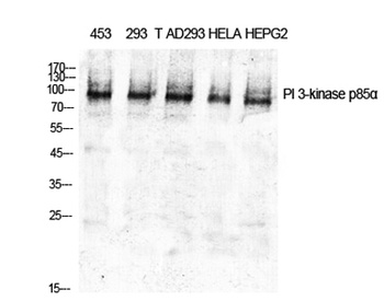PI 3-kinase p85α rabbit pAb抗体，