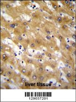 CLEC12B Antibody抗体，orb1270087，