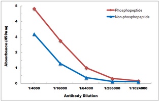 ATF4 (Phospho-S245) Antibody抗体