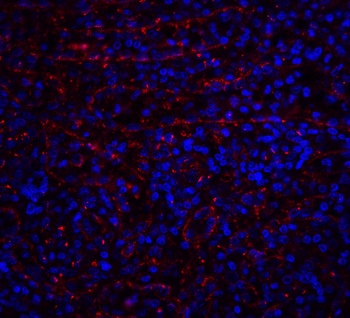 DR4 Antibody抗体,orb1239340,bior