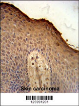ISM1 Antibody抗体，orb1264341，bio