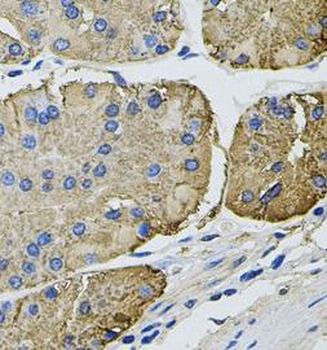 THBS2 Antibody抗体，orb632904，bio