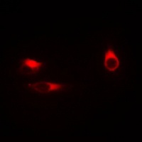 BWR1A Antibody抗体，orb665755，bio