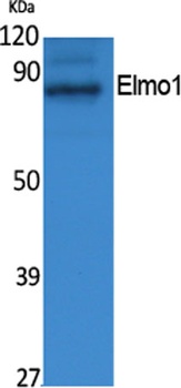 Elmo1 rabbit pAb抗体，orb766635，b