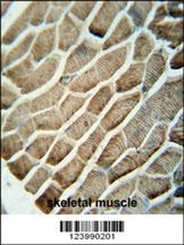 GPAA1 Antibody抗体，orb1270637，bi