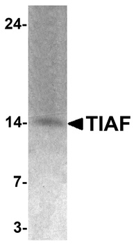 TIAF Antibody抗体，orb1238800，bio