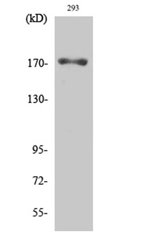 EGFR (phospho Thr693) rabbit p