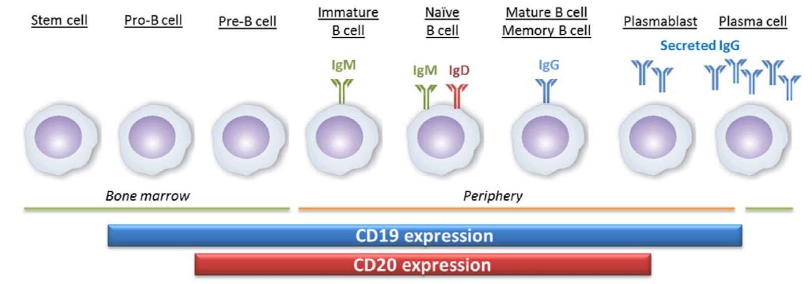 CD3/CD19/BCMA 从肿瘤免疫到自身免疫性疾病的多面利器