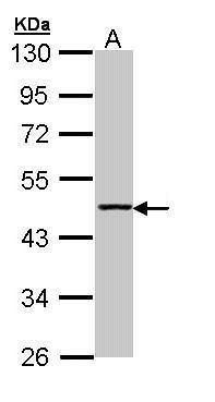 Aminoacylase 1 antibody [N2C3-