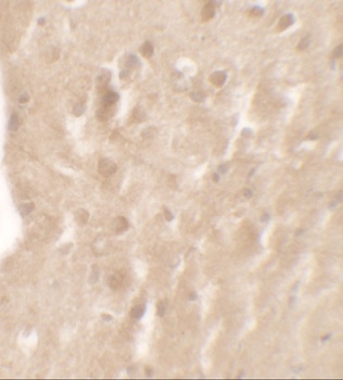 AIMP1 Antibody抗体,orb1240264,bi