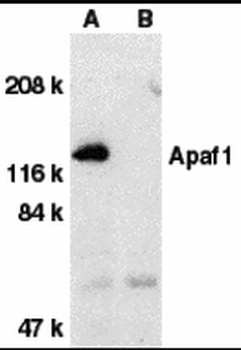 Apaf1 Antibody抗体，orb1240239，bi