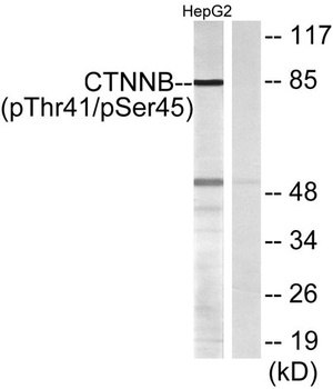 Catenin-β (phospho Thr41/S45) 