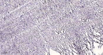 AHA-1 rabbit pAb抗体，orb764487，b