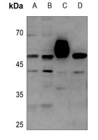 COPS3 Antibody [KO/KD Validate