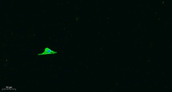 Arrdc1 rabbit pAb抗体,orb764583,