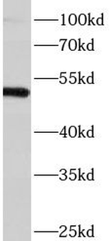 SRP54 Antibody抗体，orb631509，bio